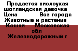 Продается вислоухая шотландская девочка › Цена ­ 8 500 - Все города Животные и растения » Кошки   . Московская обл.,Железнодорожный г.
